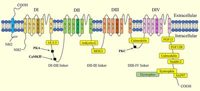 Life Cycle of the Cardiac Voltage-Gated Sodium Channel NaV1.5
